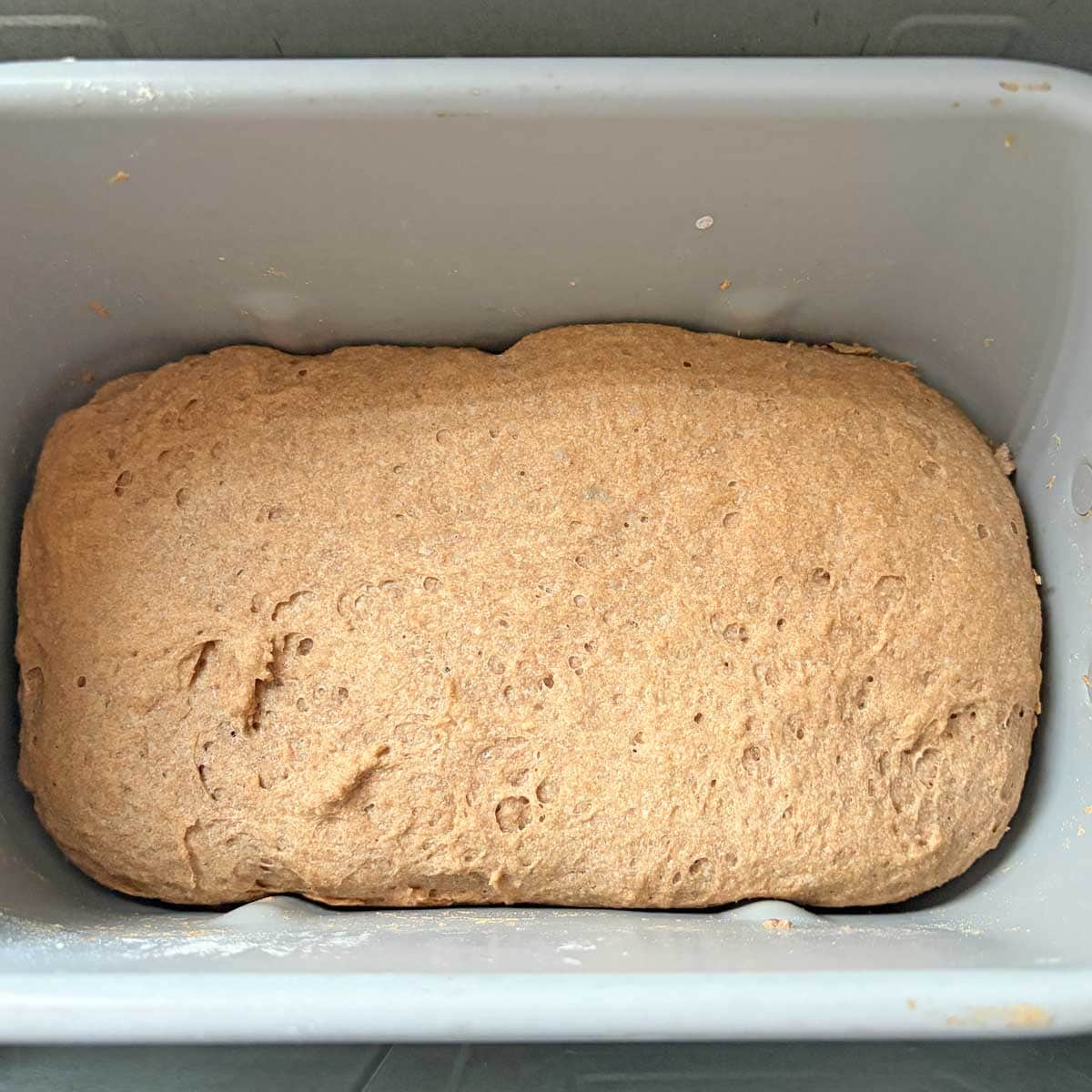 Sprouted wheat flour bread loaf in bread pan.
