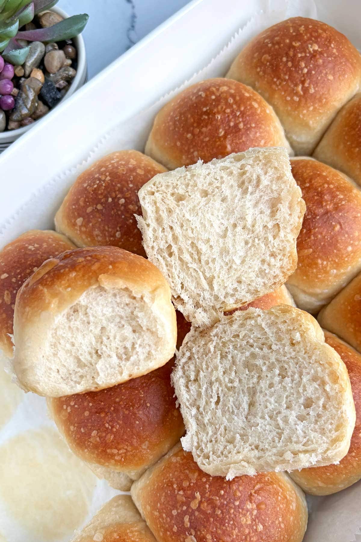 Sourdough dinner rolls in a baking tray.